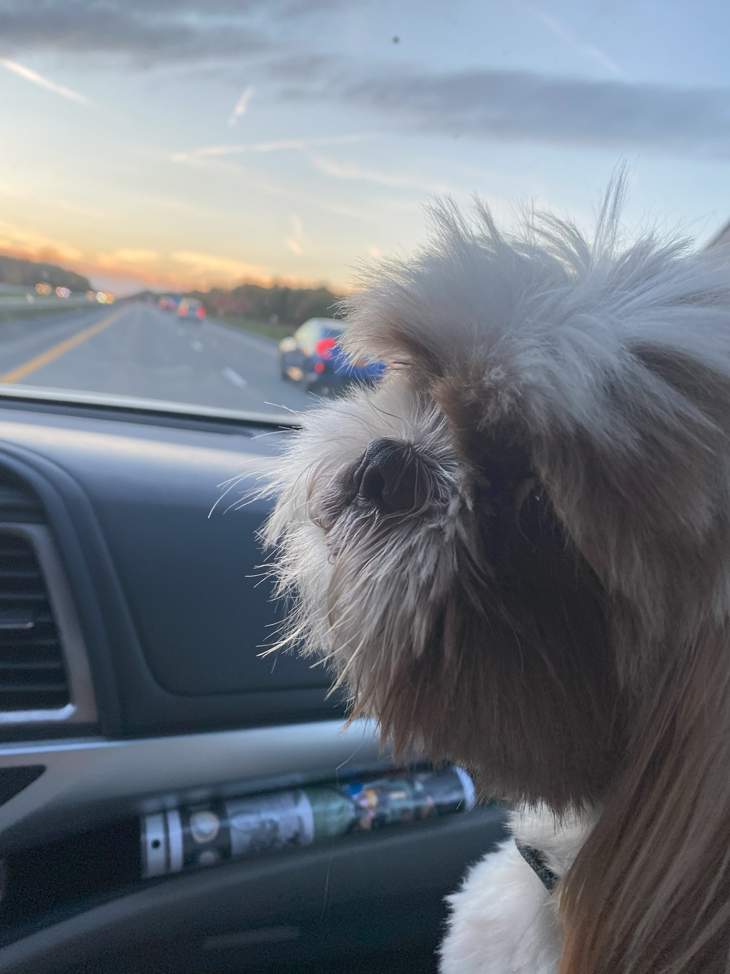 Dog in the car