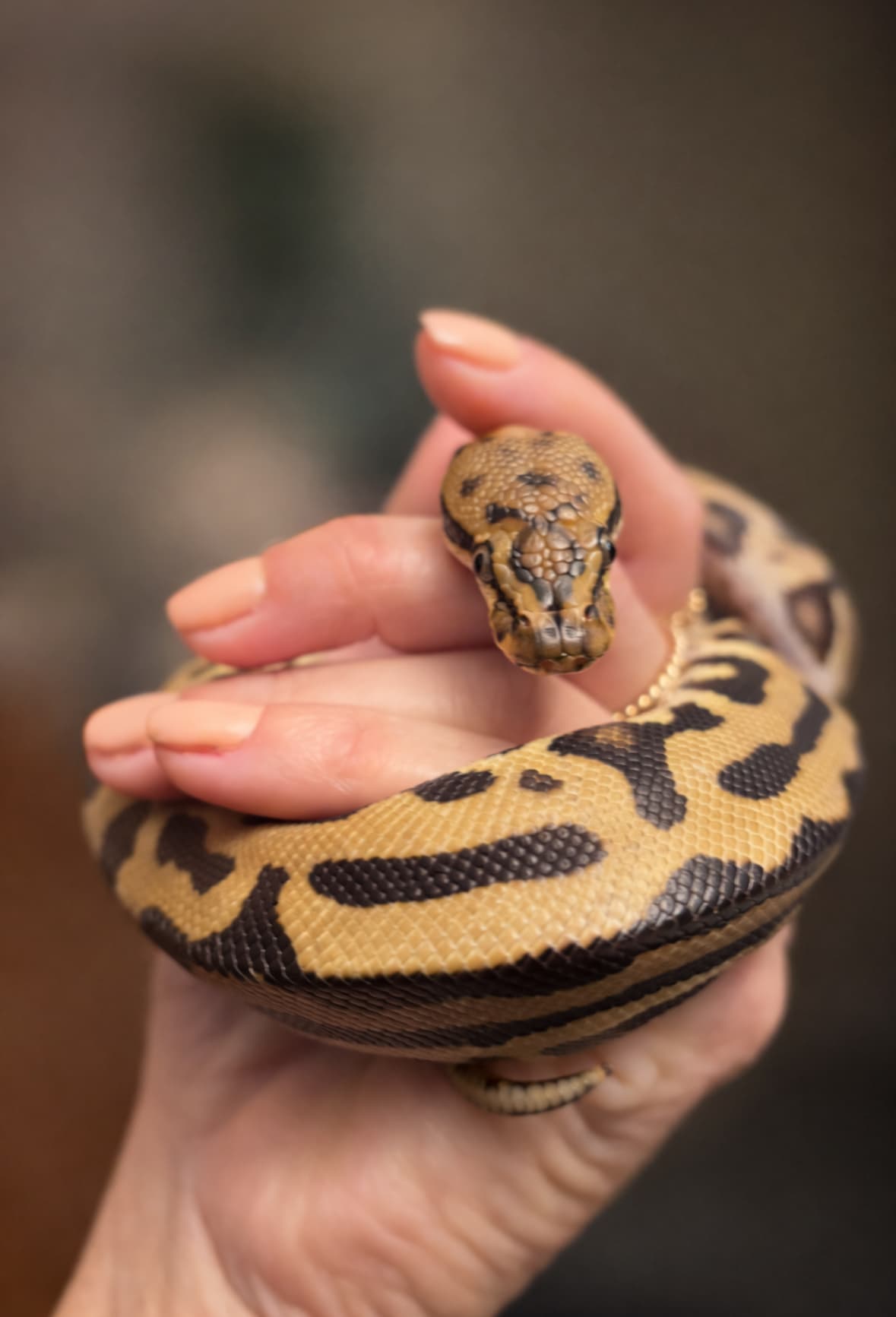 Ball python being held