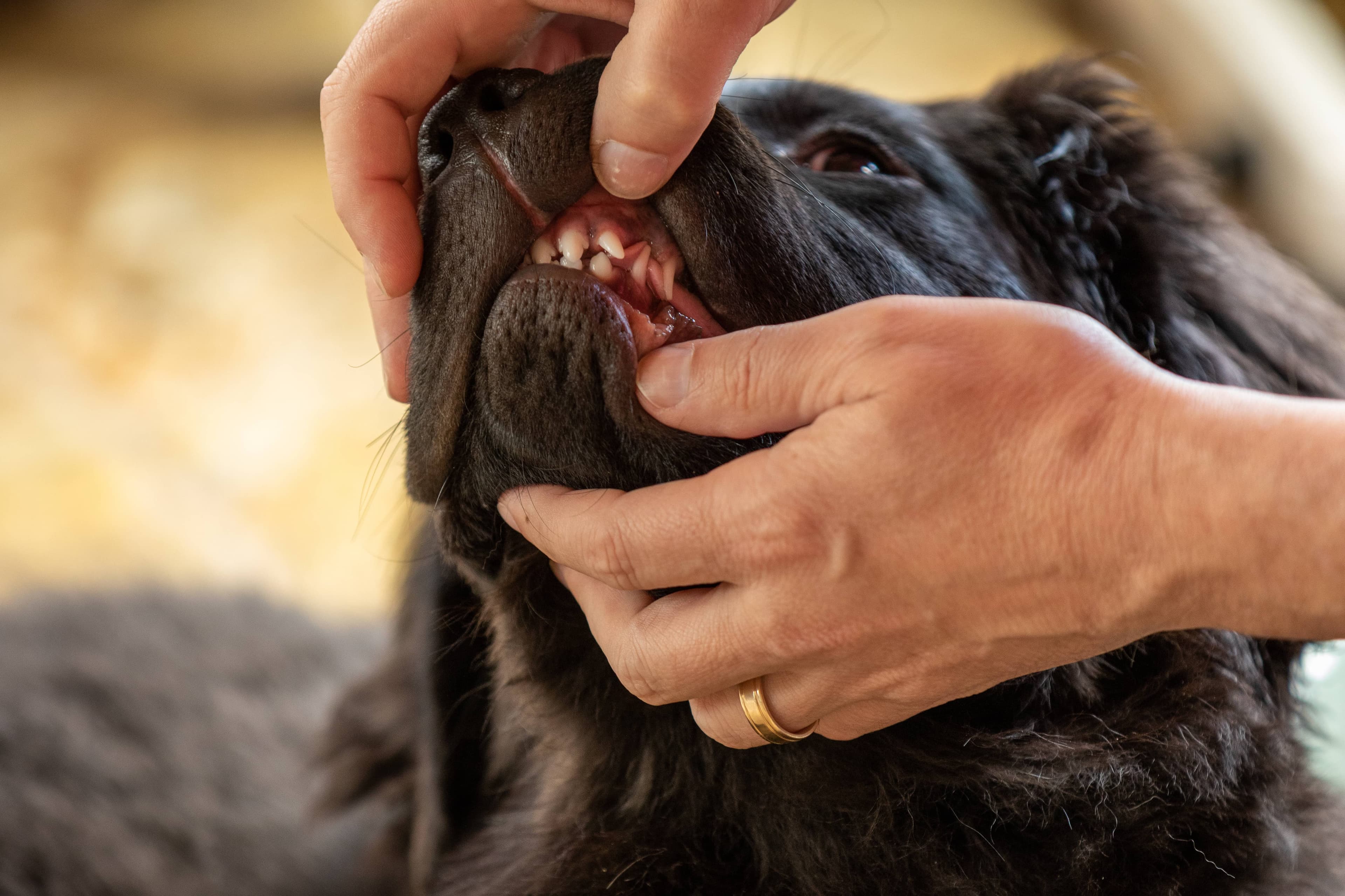 Dog getting teeth examined by veterinarian