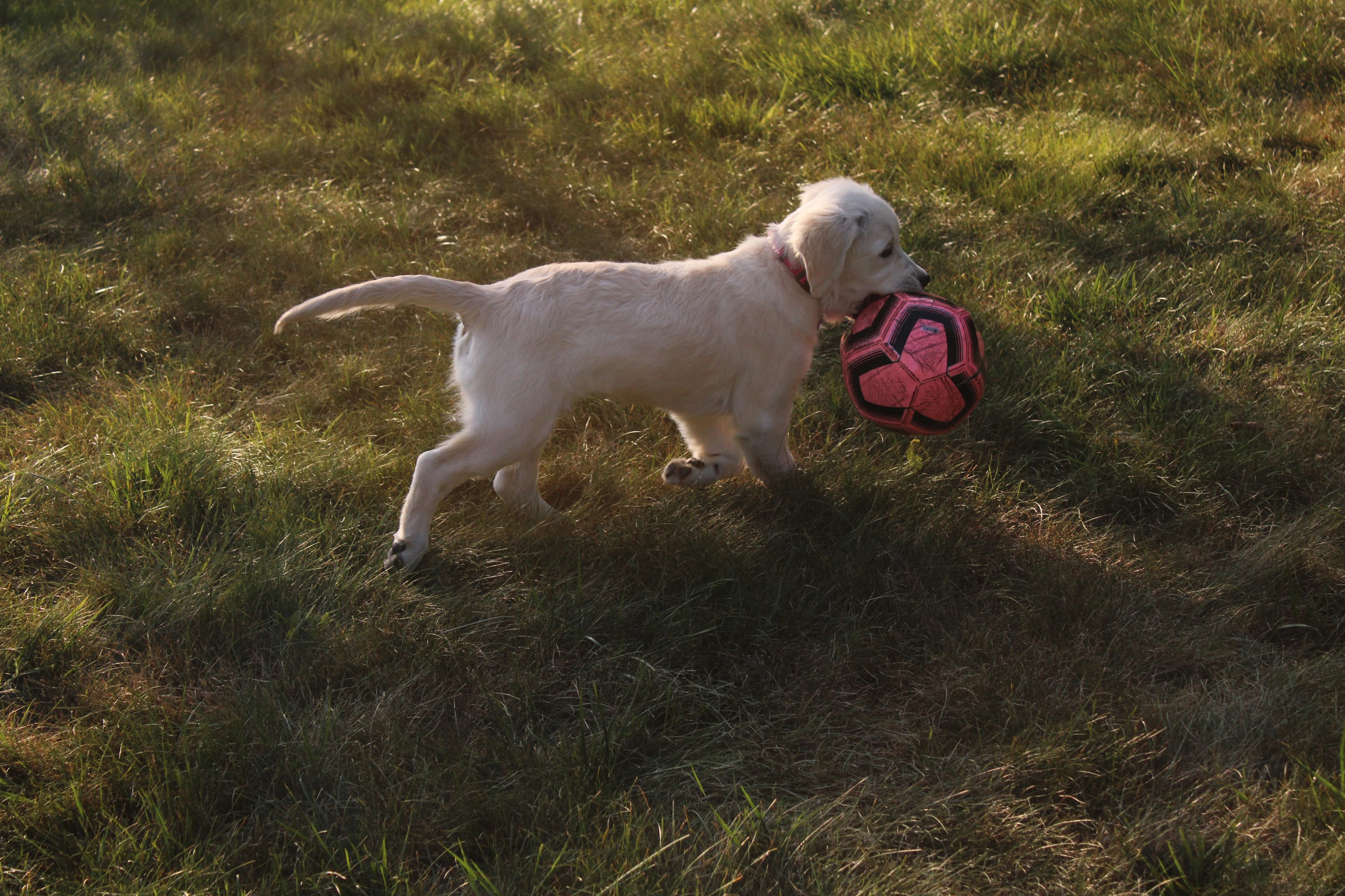 New Pet Owner with Dog