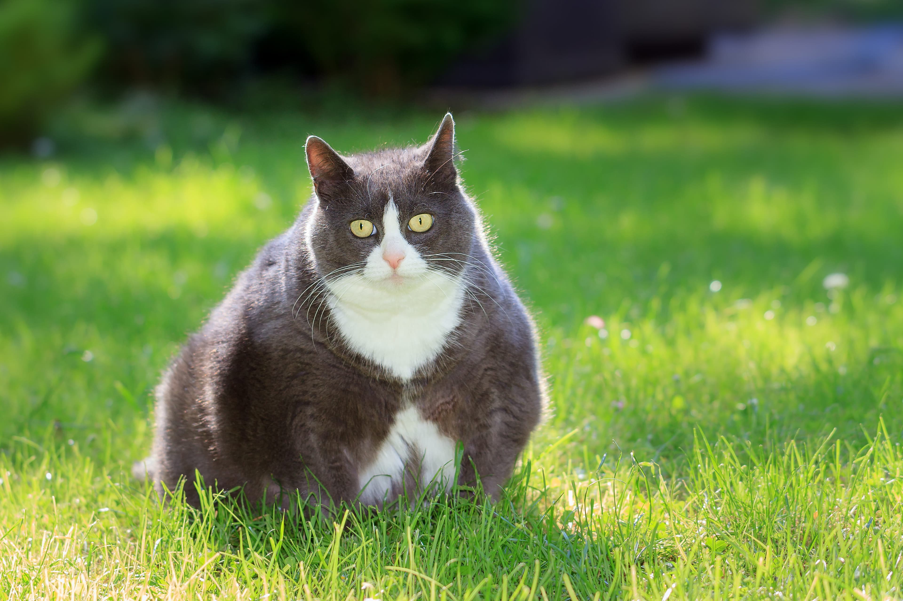 Overweight cat