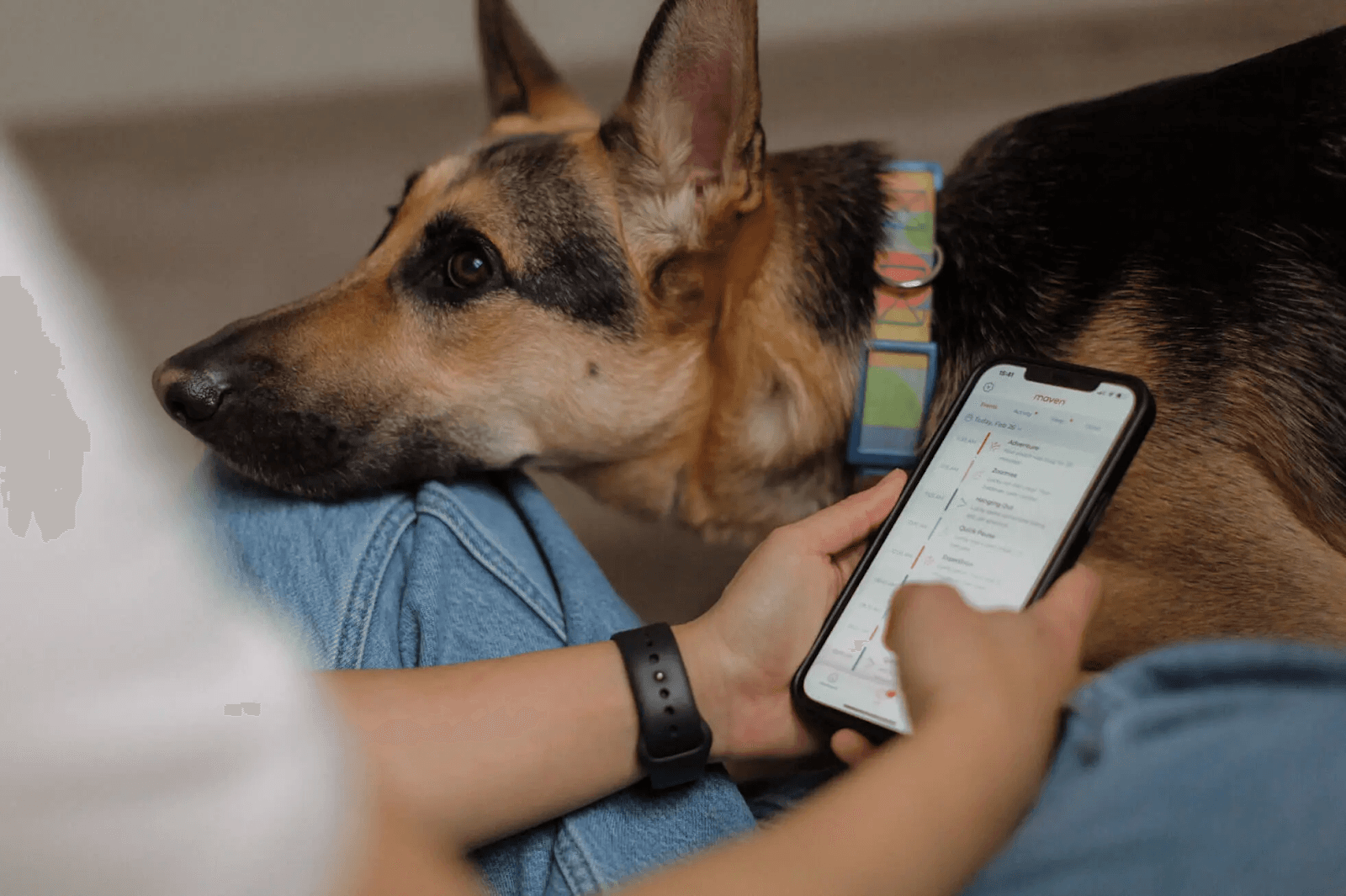 Pet wearable technology by Maven