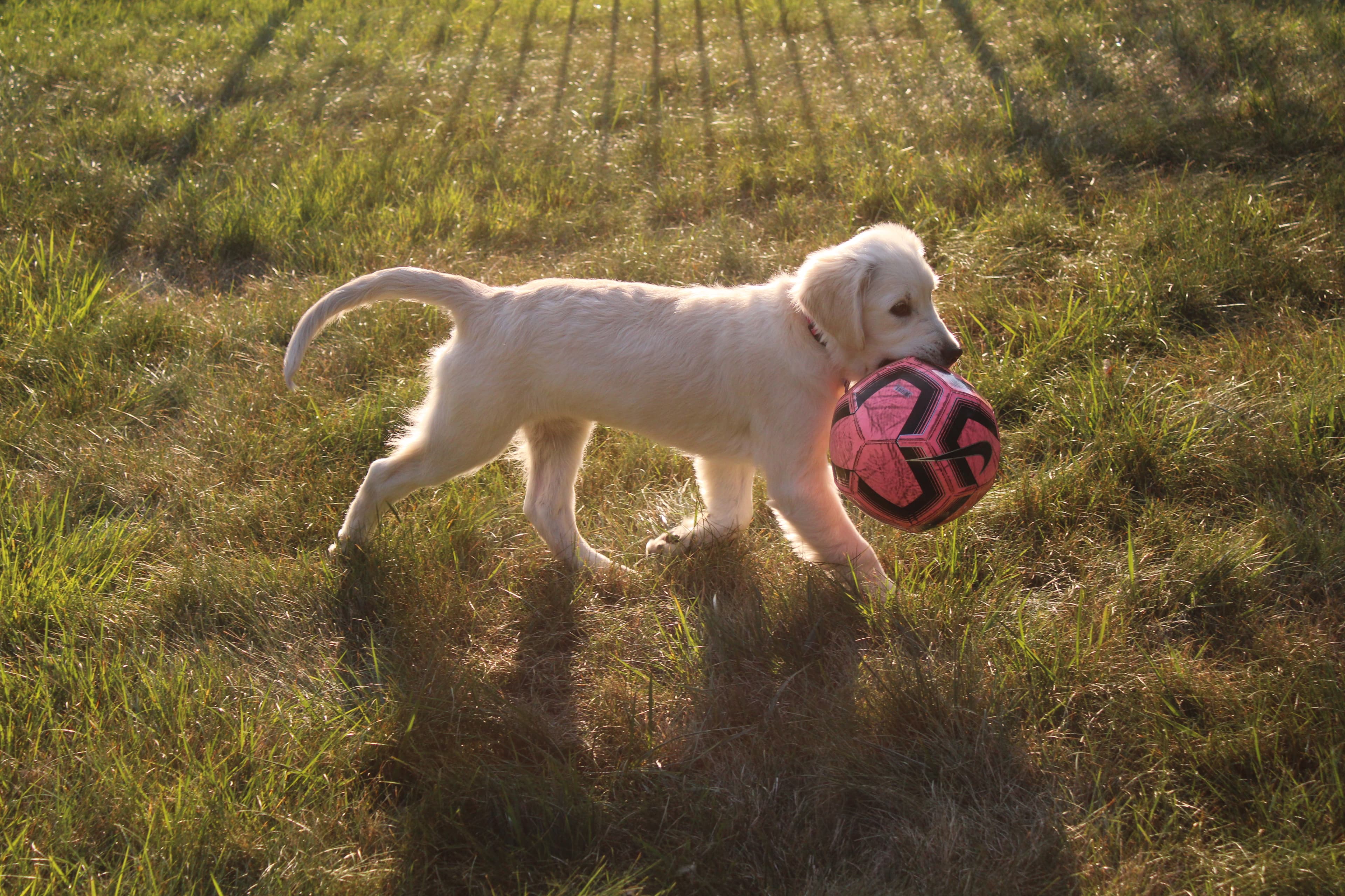 Puppy