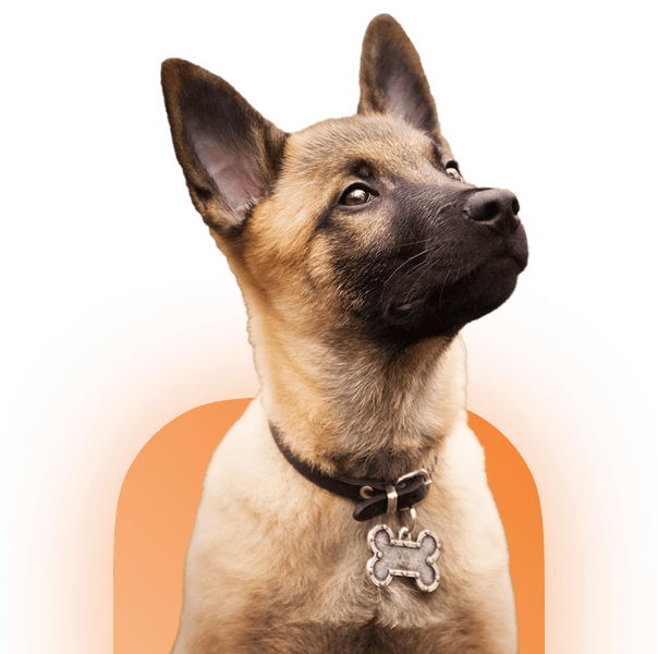 dog