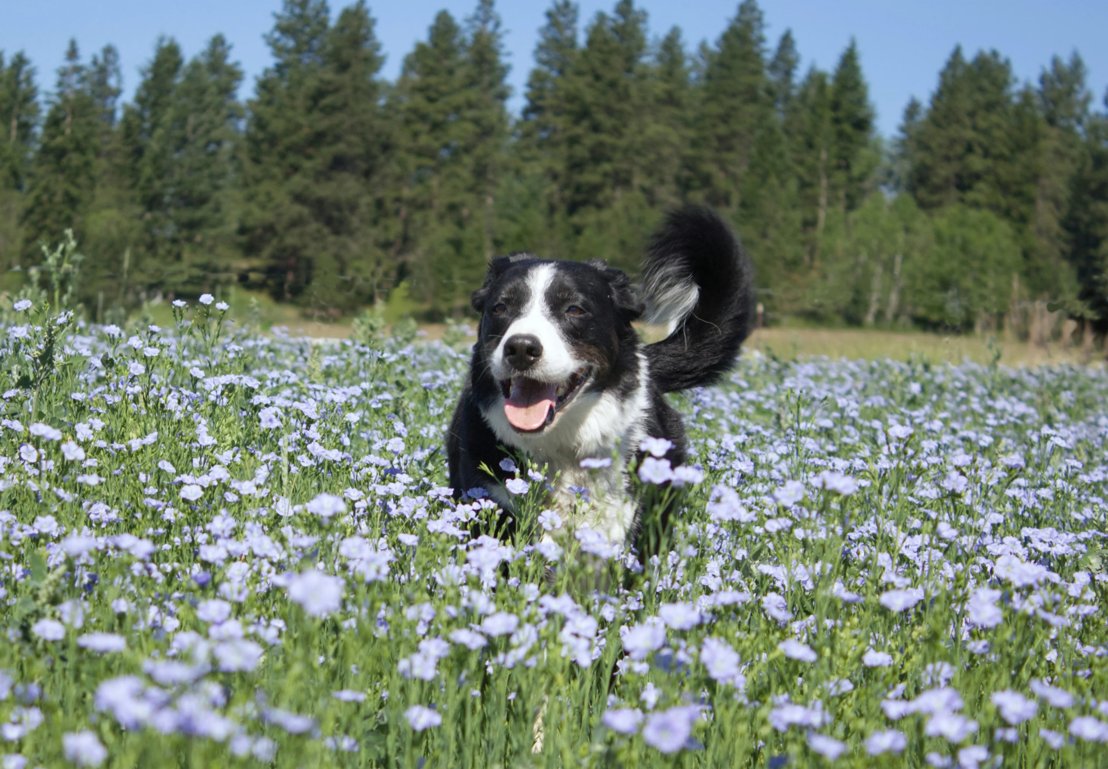 Pet Allergies: Six Warning Signs & Ways to Help