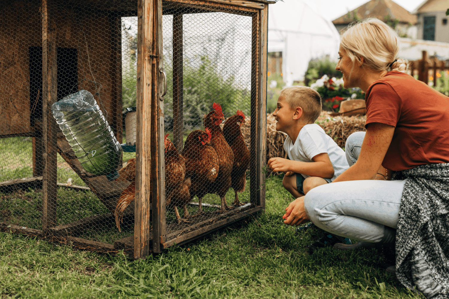 Backyard Chickens 101: Top 10 Things to Know Before You Buy Backyard Chickens
