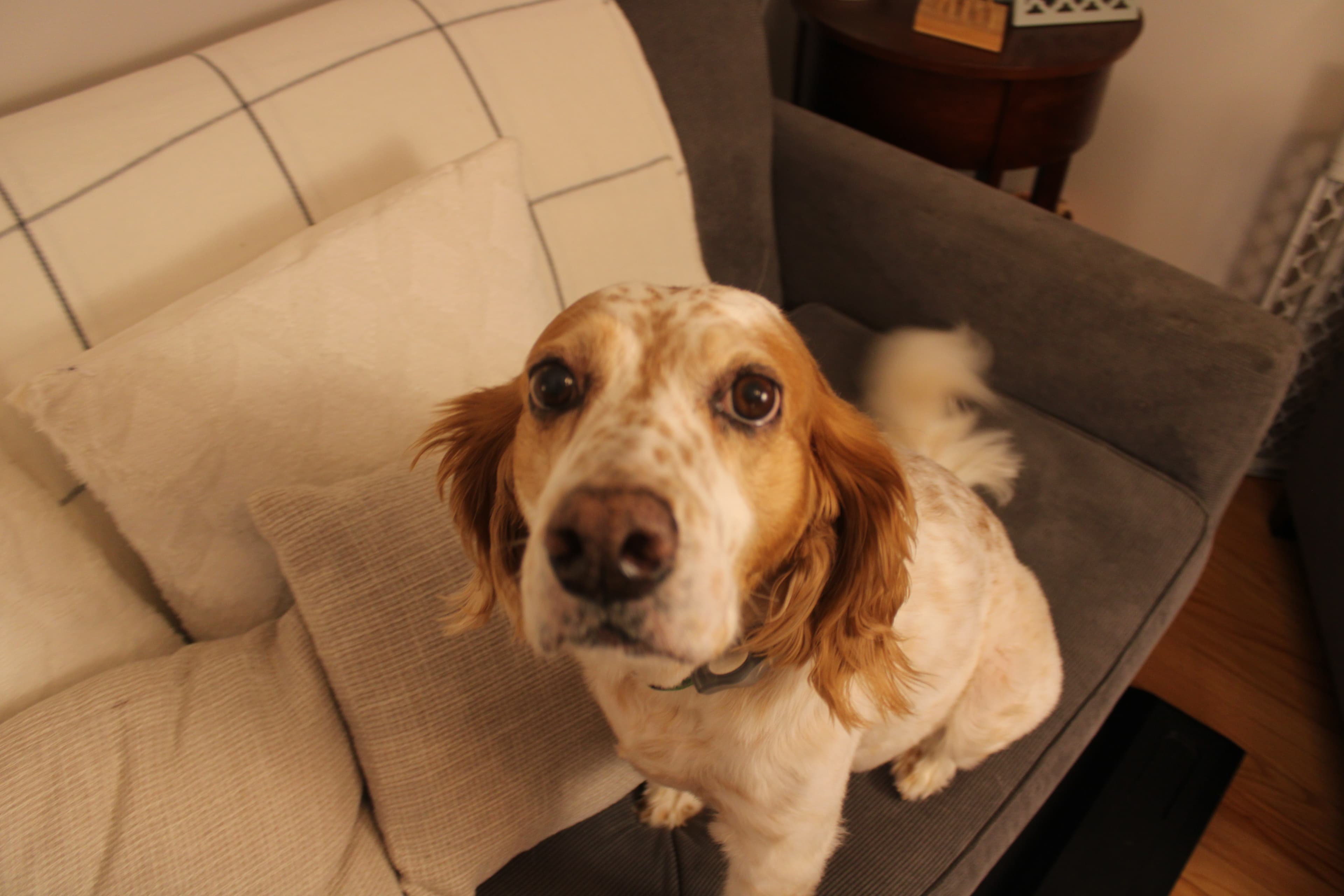 Benadryl for Dogs: Dosage, Safety & Vet-Approved Advice