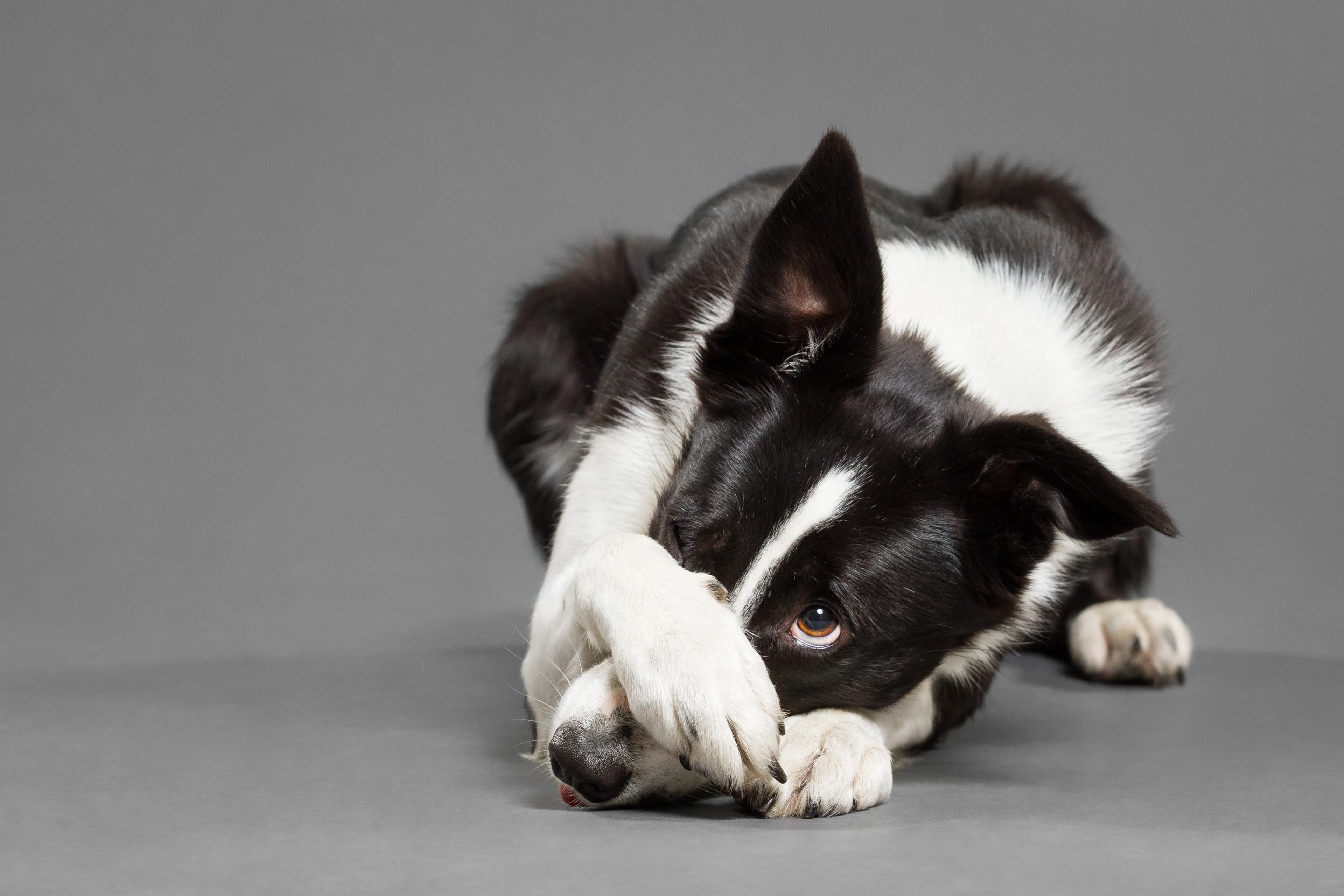 Why Are Dogs Afraid of Fireworks? 10 Tips to Help Your Pet through the 4th of July