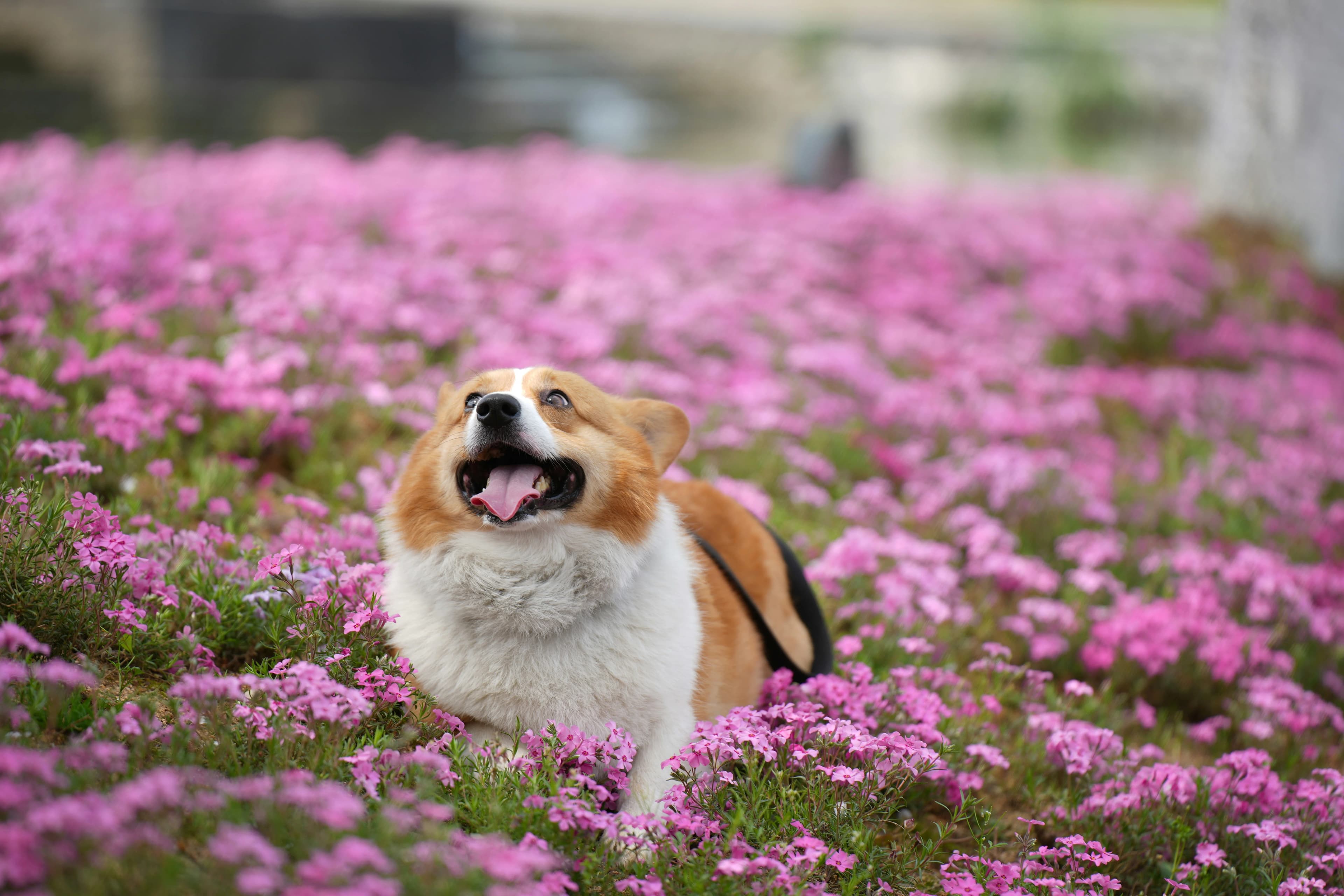 Pet Ready for Spring