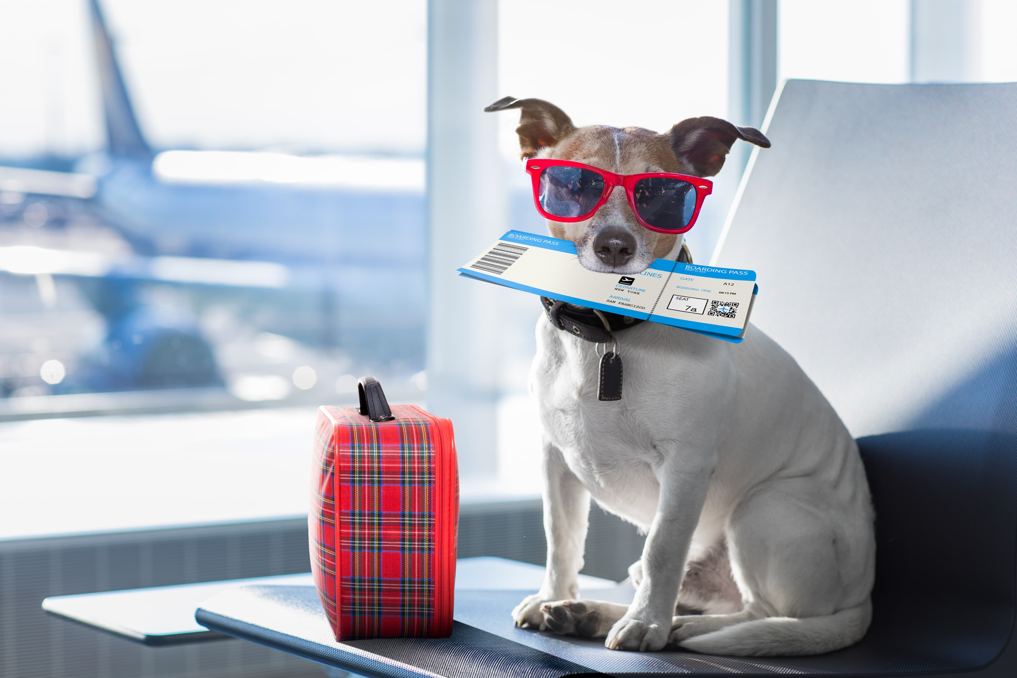 Preparing Your Pet for Travel