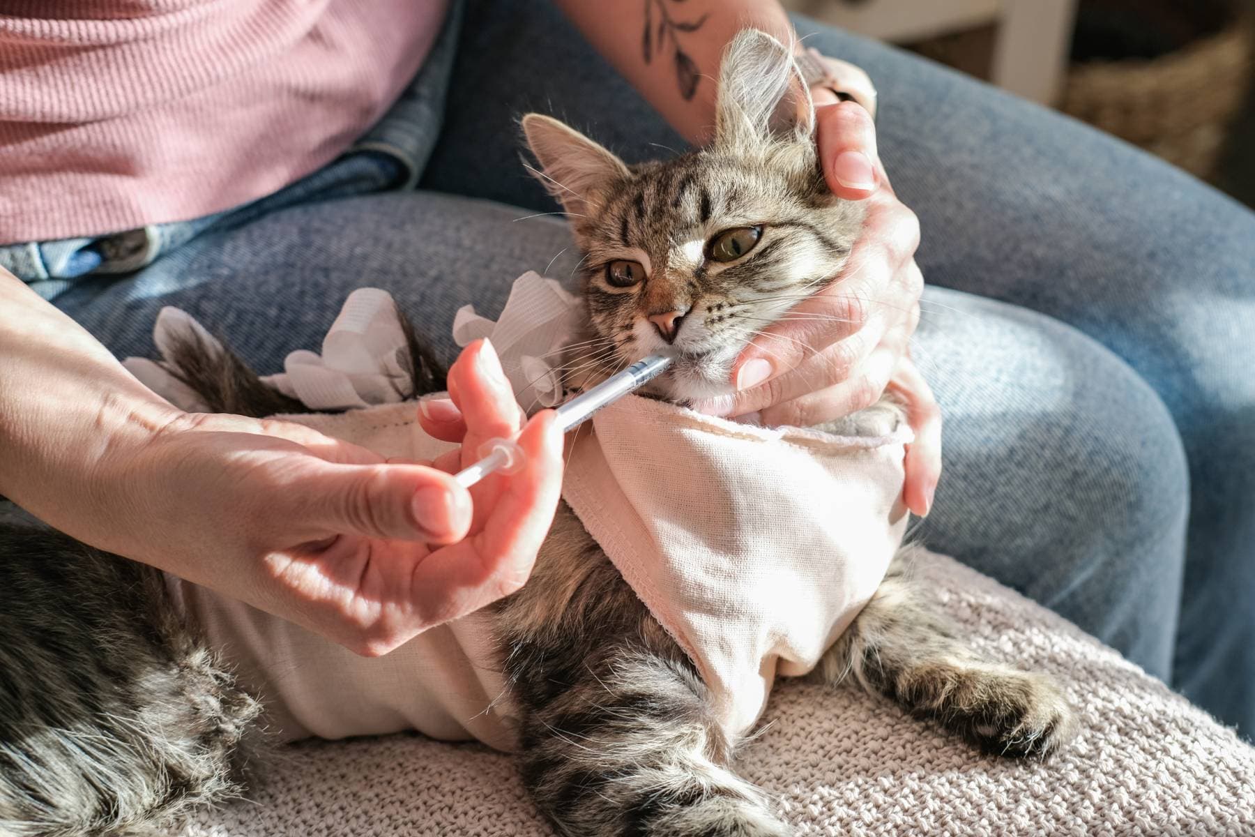 Cat being given oral medication via syringe