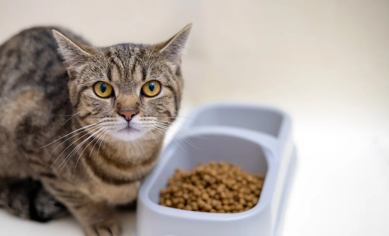 Tabby cat next to a bowl of food