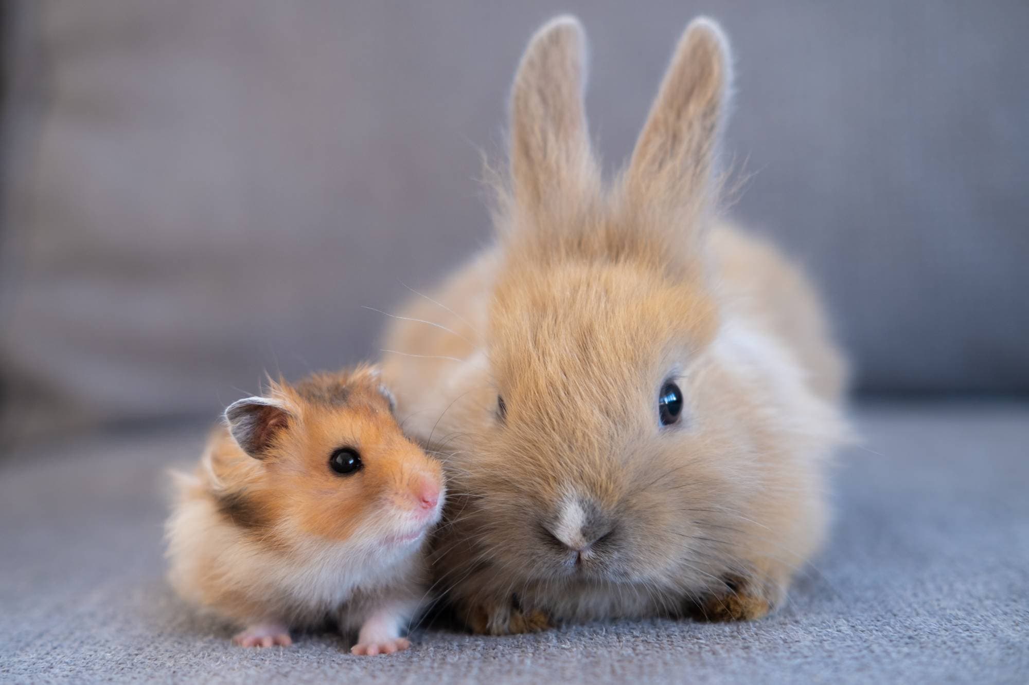 A hamster and a rabbit sitting side by side