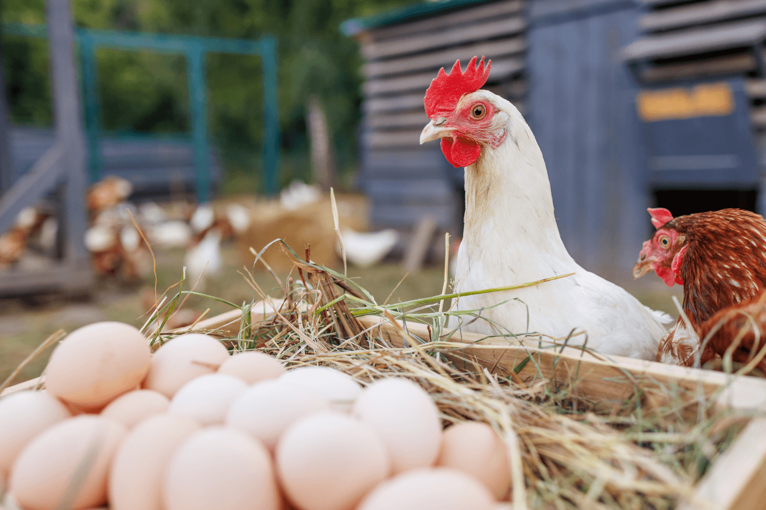 Hen sitting on eggs in a nesting box
