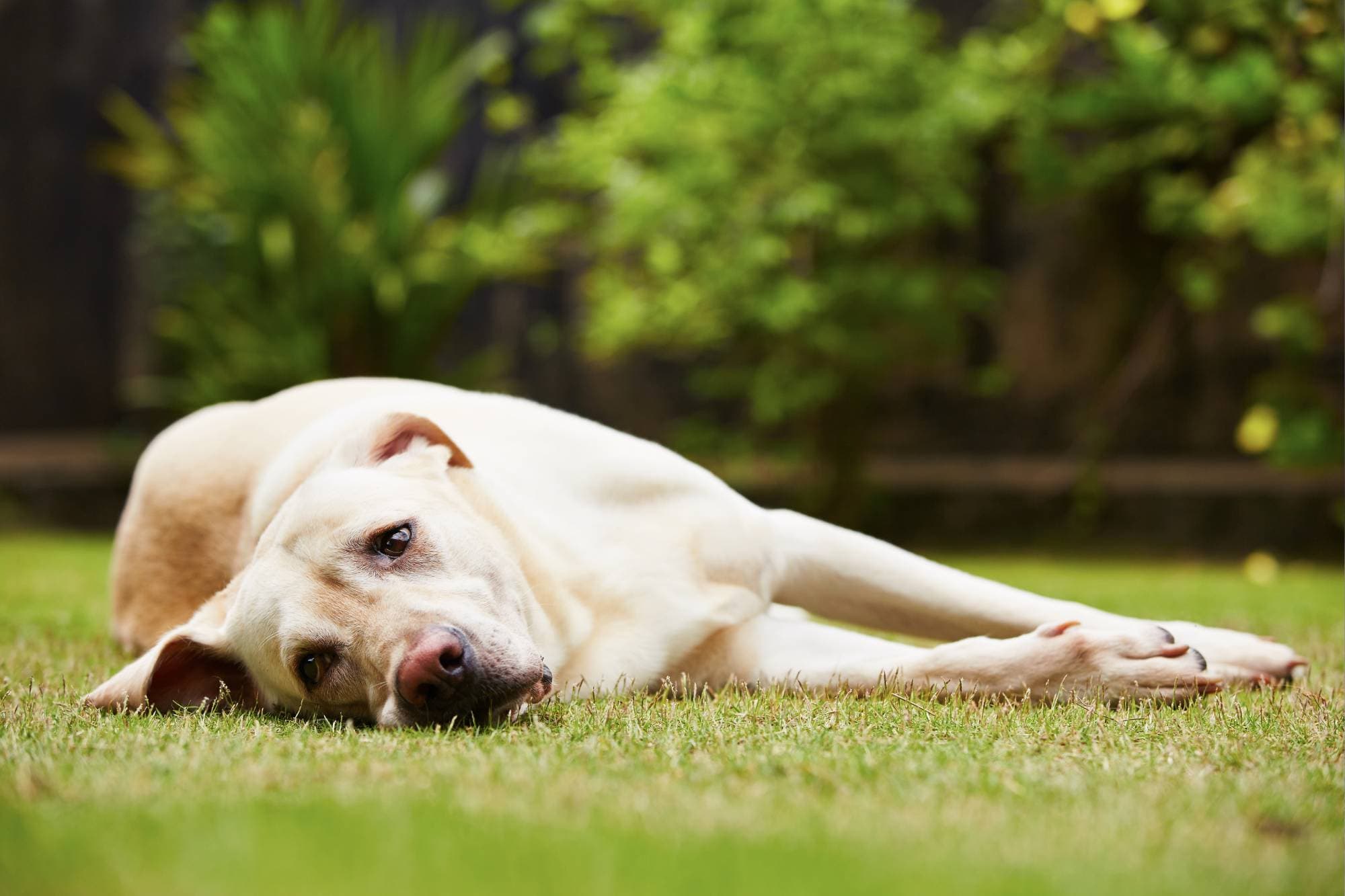 Yellow Labrador lying down in the grass