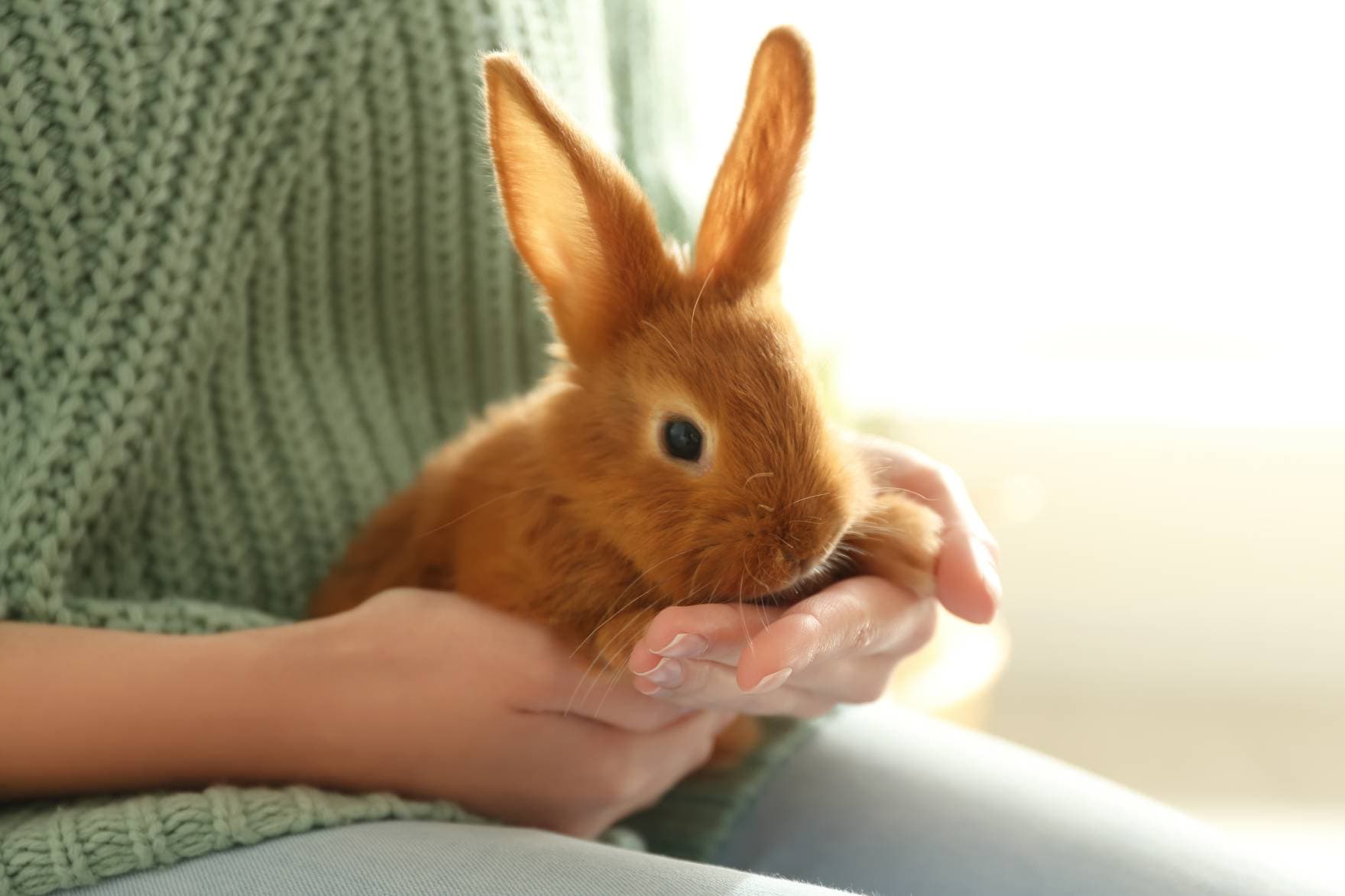 Woman holding a rabbit