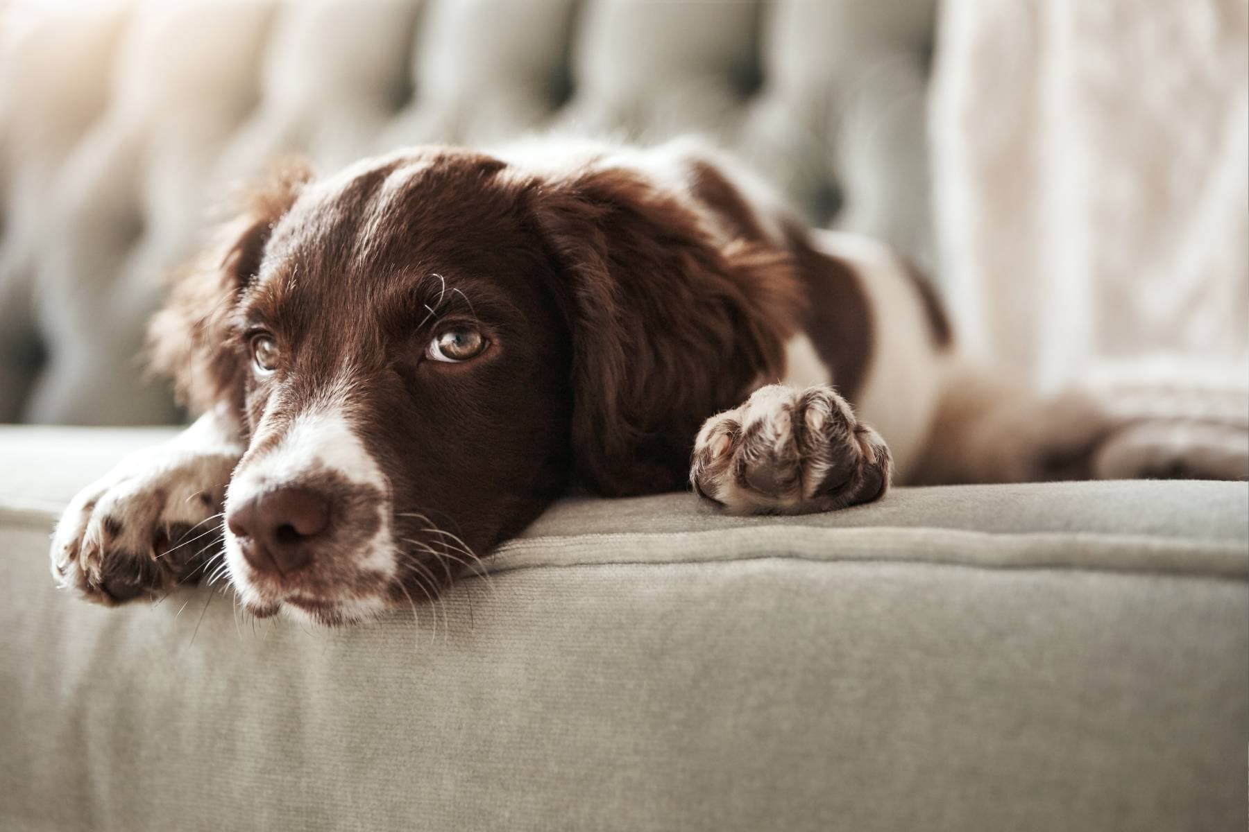 Older dog resting on a couch