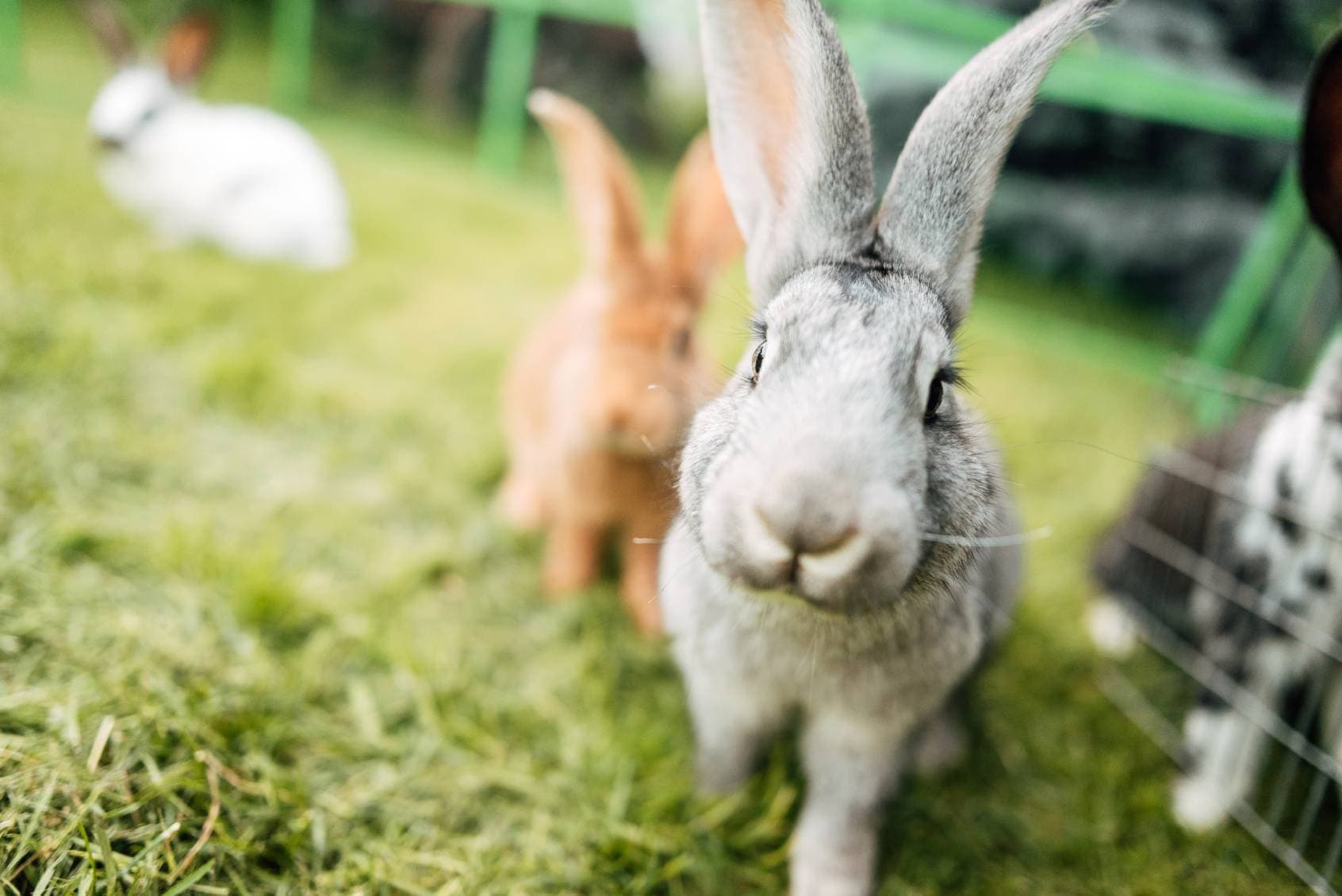 Rabbits outside in a grass run