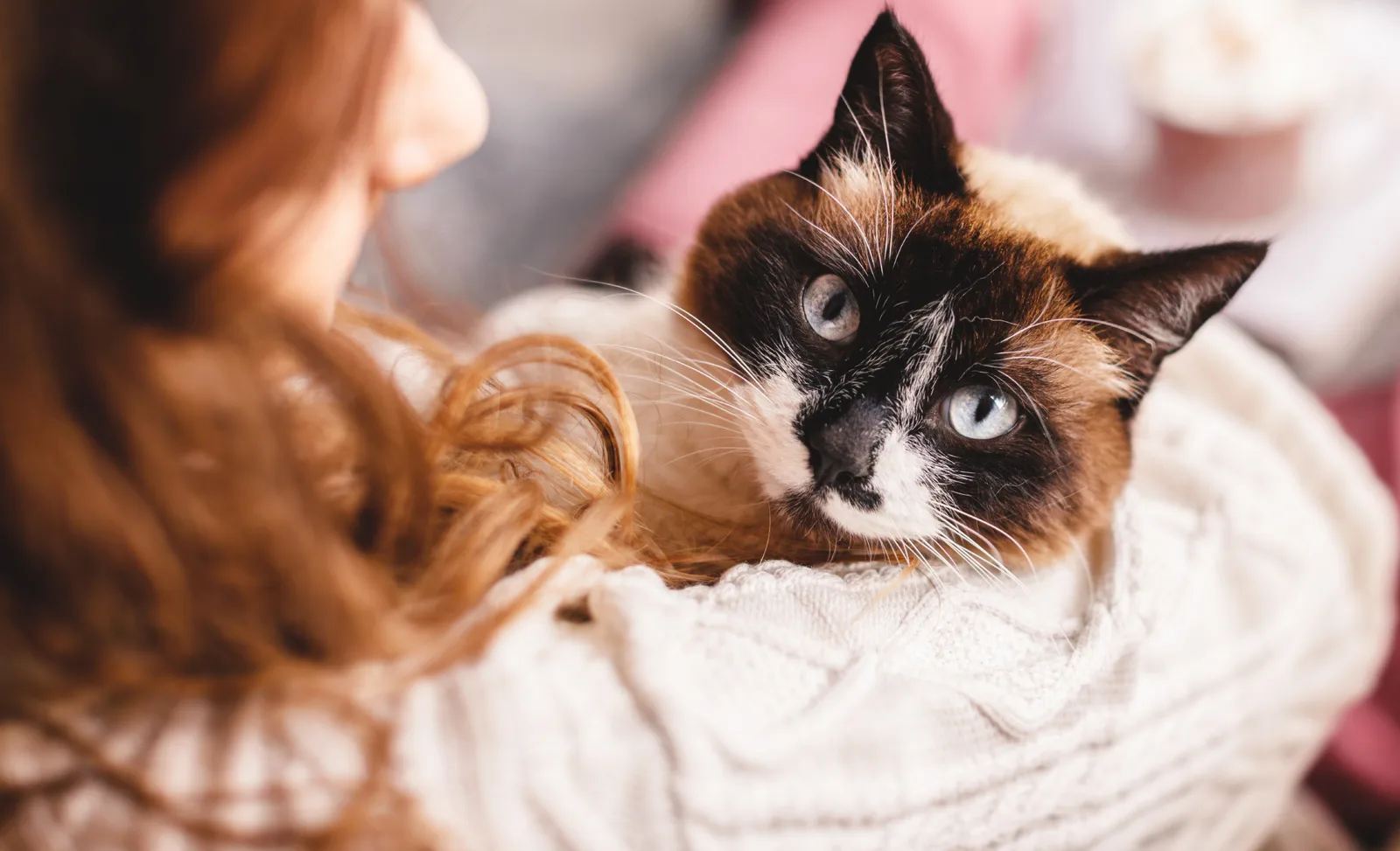 Five Common Questions About Cat Health, Answered by a Veterinarian